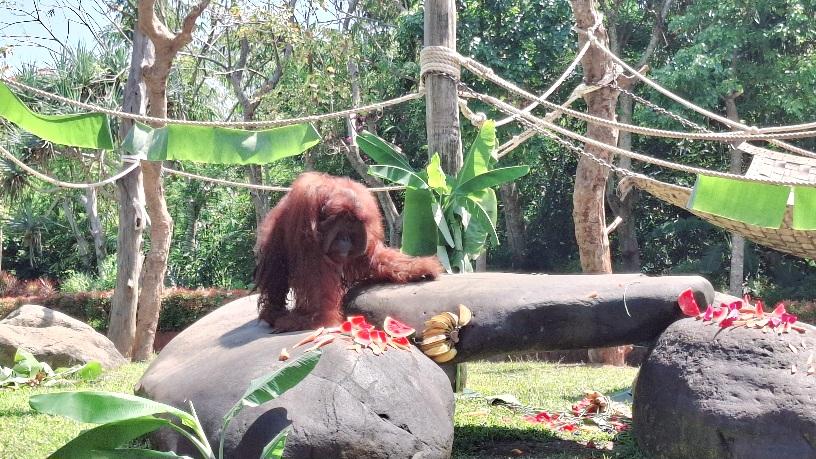 Jacky, orangutan di Bali Zoo, terlihat sedang menikmati makanan saat ulang tahun ke-48. (balihotnews/rahma)