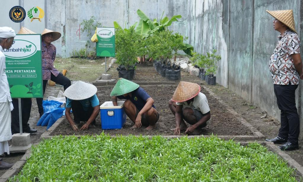 Lapas Kelas IIA Kerobokan lakukan penanaman bibit selada dan cabai di area SAE Lembah Hijau, Selasa (21/10/2025). (balihotnews/lapaskerobokan)