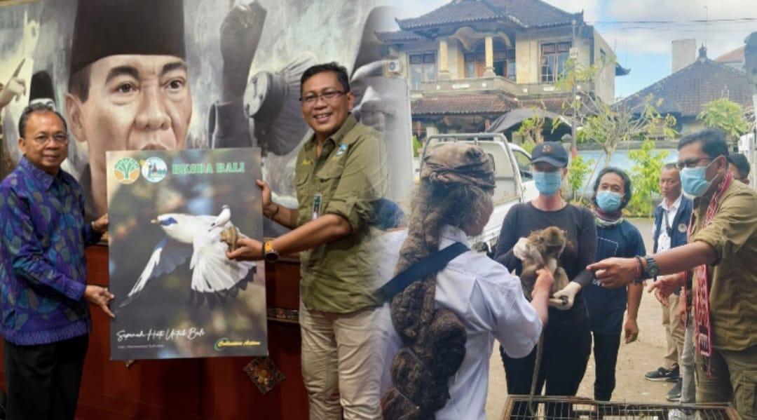 Pemprov Bali beri imbauan untuk tidak memelihara Monyet Ekor Panjang (MEP). (balihotnews/istimewa)