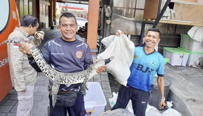 Petugas Damkar Denpasar berhasil mengevakuasi seekor buaya di Jalan Tukad Badung Denpasar, Kamis (20/11/2025) malam. (Balihotnews/Ist)