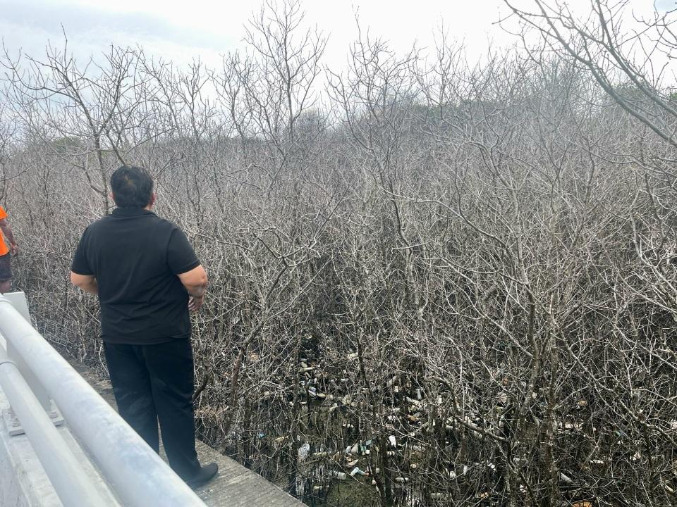 Kondisi ratusan pohon mangrove yang mati mendadak di kawasan pesisir Benoa, dekat pintu masuk Tol Bali Mandara, Denpasar Selatan, Minggu (22/2/2026). Kematian massal kawasan konservasi ini diduga imbas dari pencemaran lingkungan akibat kebocoran pipa BBM. (Balihotnews/Istimewa)