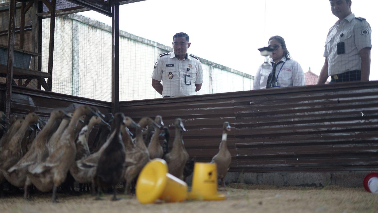 Puluhan bebek petelur di Lapas Kelas IIA Kerobokan, Bali, Selasa (7/4/2026), yang dijadikan sarana pelatihan peternakan bagi para warga binaan guna mendukung program ketahanan pangan. (Balihotnews/red)