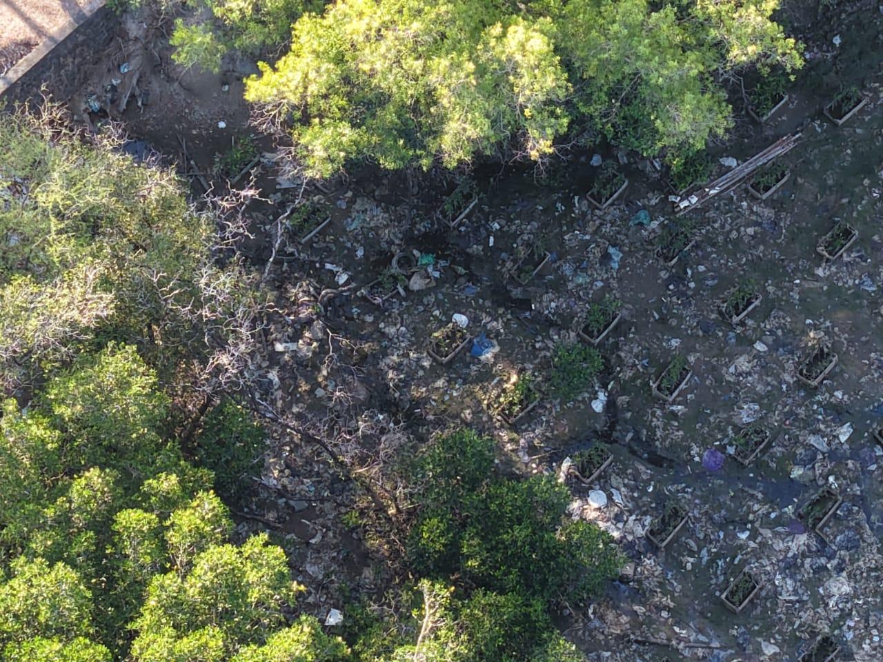 Potret kawasan konservasi mangrove di Serangan, Denpasar, yang terancam mati, Jumat (18/9/2026). Hutan pesisir ini mengering imbas paparan air lindi beracun yang mengalir deras dari TPA Sarbagita Suwung. (Balihotnews/Istimewa)