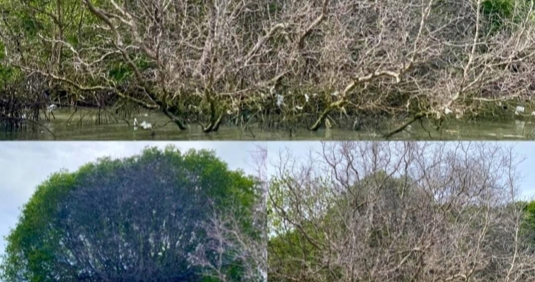 Penampakan tanaman mangrove di barat Tol Bali Mandara, Denpasar, yang mati imbas kebocoran pipa BBM Pertamina. (Balihotnews/red)